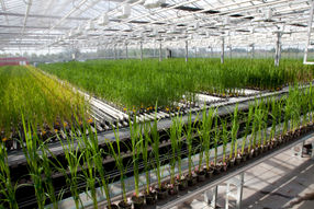 Increased crop yield through better insight in molecular networks