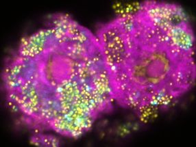 Evolution in real-time: How bacteria adapt to their hosts