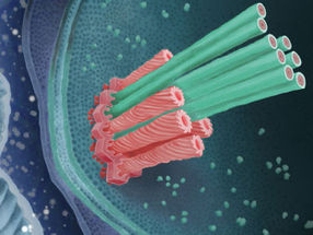 Bacteria stab amoebae with daggers