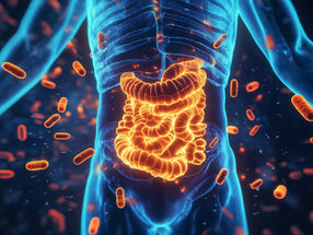 Gut microbiome influences location of immune cells