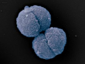 New antibiotic for multidrug resistant superbug